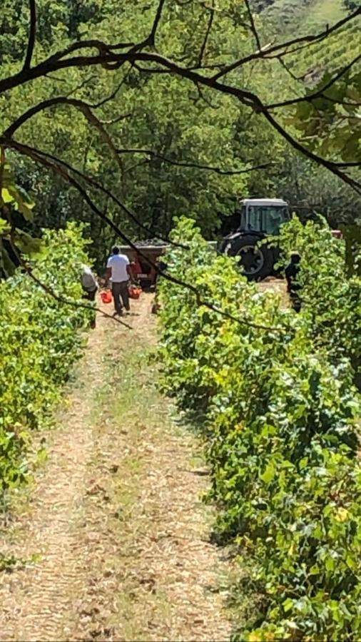 Podere Ghiole Montespertoli Εξωτερικό φωτογραφία